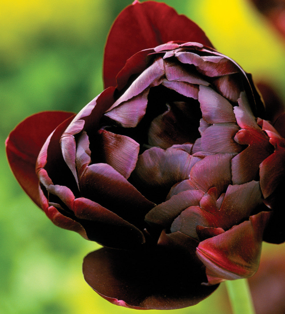 Sarah Raven Bulbs Tulpe Black Hero Blumenzwiebeln 10 Stück gefüllt