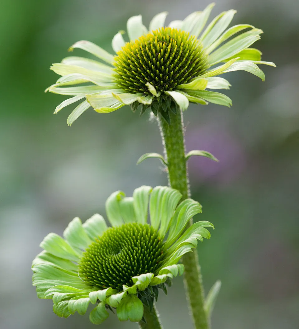 Sarah Raven Plants Echinacea Green Jewel Staude 2 Liter grün