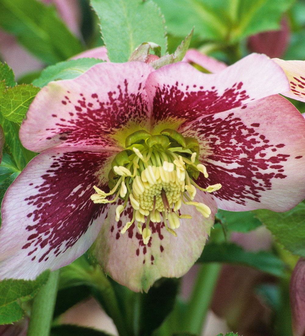 Sarah Raven Plants Helleborus Pretty Ellen Spotted 3x 9cm Schatten
