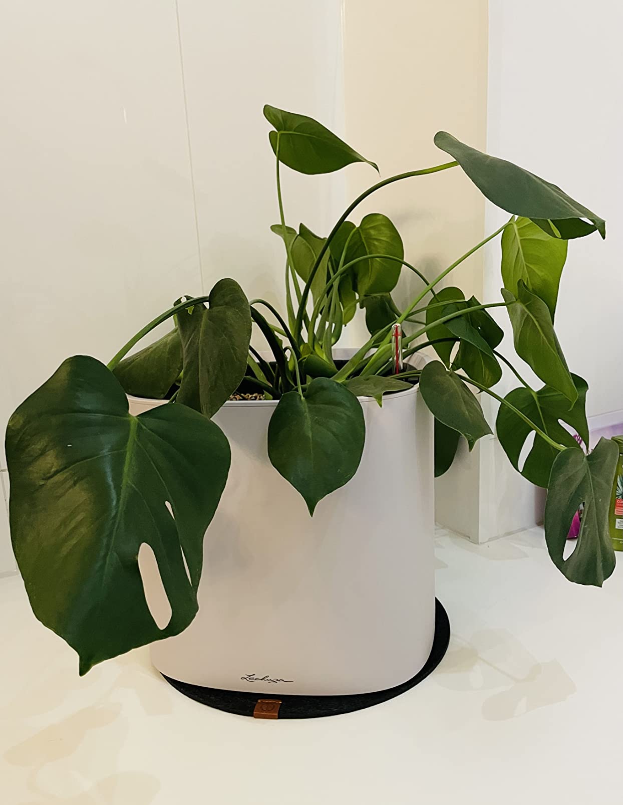 Lechuza PILA Planter Pflanzgefäß lichtgrau 35 cm Bewässerung