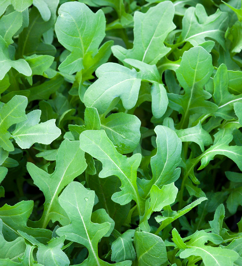 Sarah Raven Seeds Rucola Rocket Buzz Saatband 6m mild