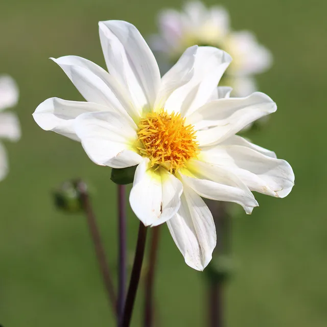 Sarah Raven Bulbs Dahlia White Emperor Dahlienknolle 1 Knolle weiß