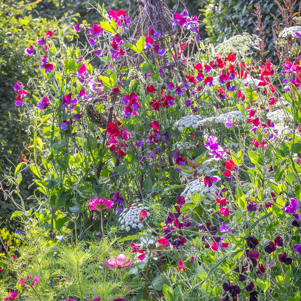 Sarah Raven Plants Sweet Pea Kollektion Jungpflanzen 16 Stück bunt