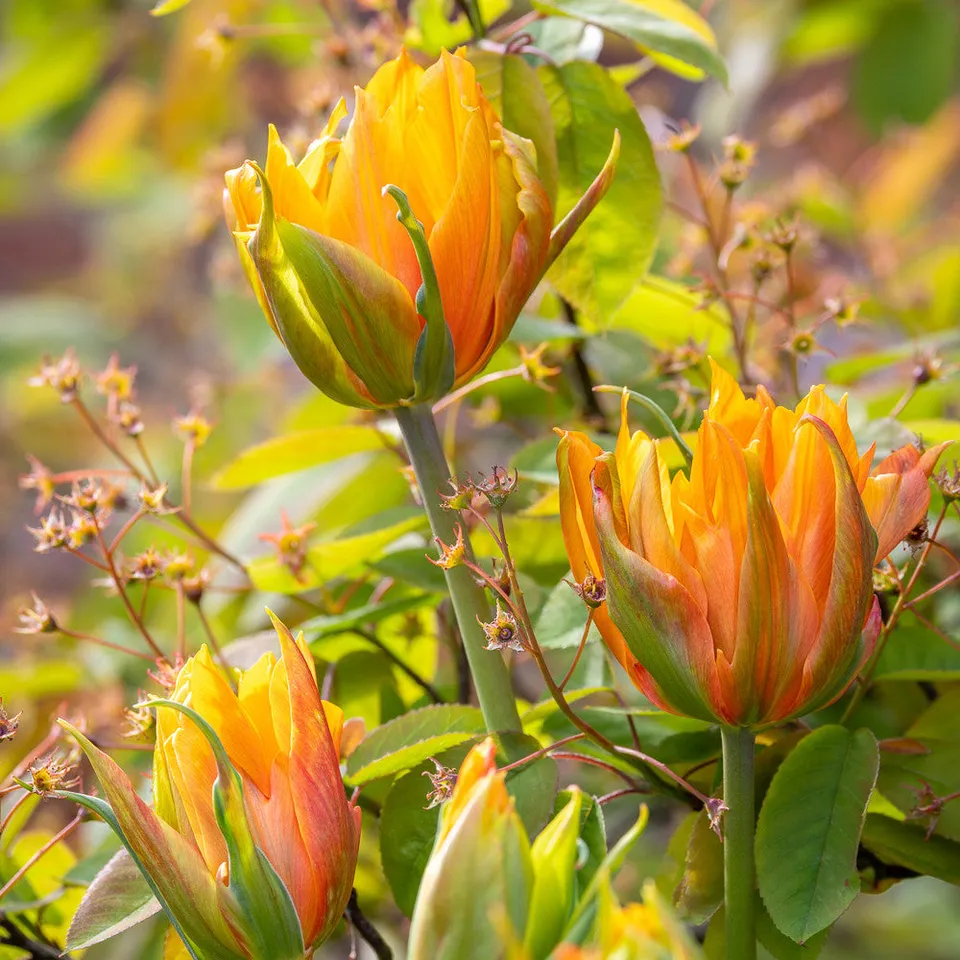 Sarah Raven Bulbs Tulpe Campbell Blumenzwiebeln 10 Stück gefüllt
