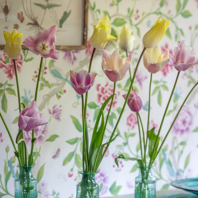 Sarah Raven Bulbs Elegant Border Tulip Blumenzwiebeln 30 pastell