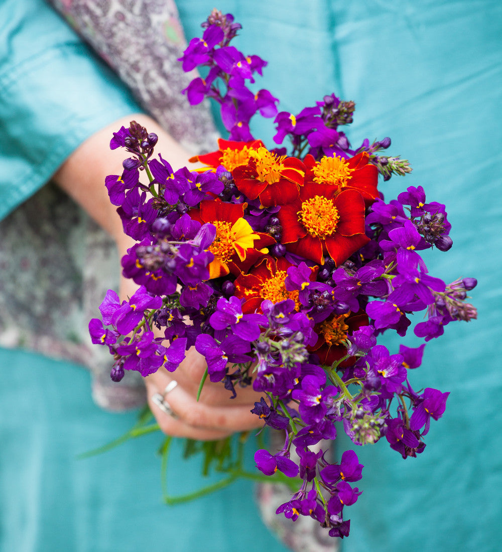 Sarah Raven Seeds Tagetes Burning Embers Blumensamen 50 Samen
