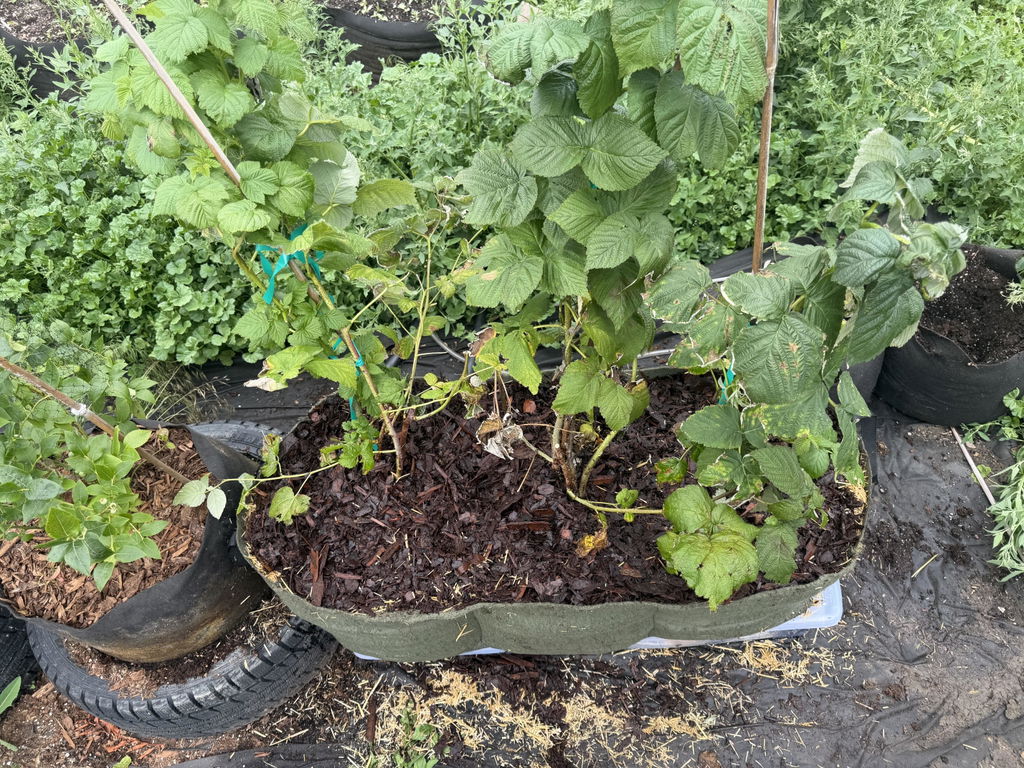 Smart Pot Raised Beds Pflanzsack Lil Shorty Hochbeet