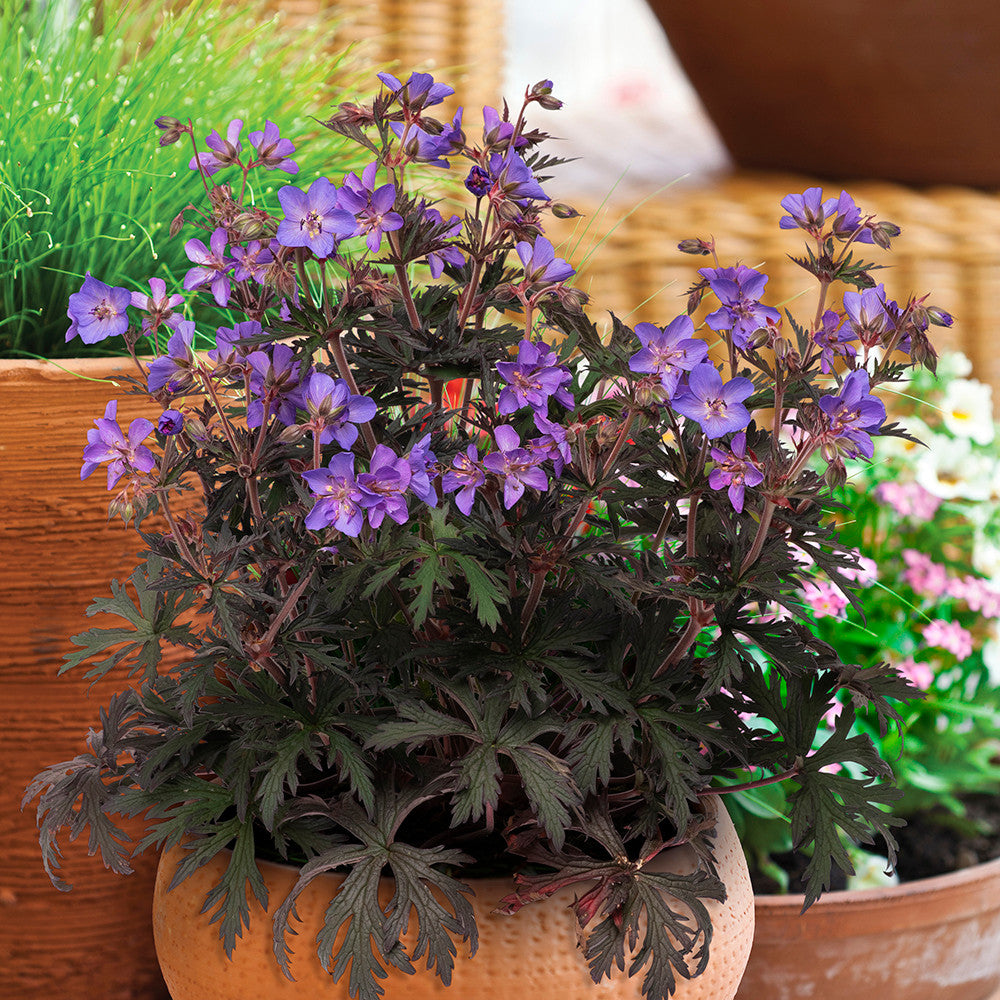 Sarah Raven Geranium pratense Storm Cloud Staude 3x 9cm Topf blau-violett