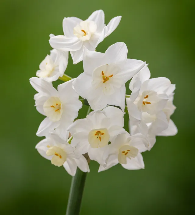 Sarah Raven Bulbs Narcissus Polly's Pearl Zwiebeln 15 Stück duftend