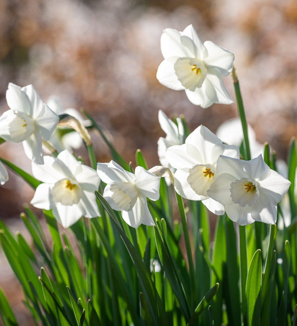 Sarah Raven Bulbs Scented White Narcissus Collection Blumenzwiebeln 30 Stück duftend weiß