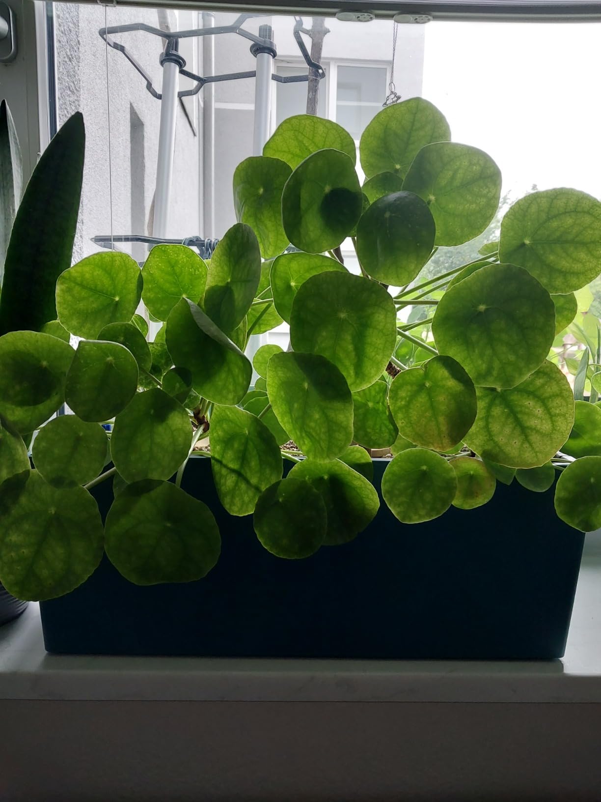 Lechuza Balconera Color 50 Balkonkasten Weiß 50cm mit Bewässerung