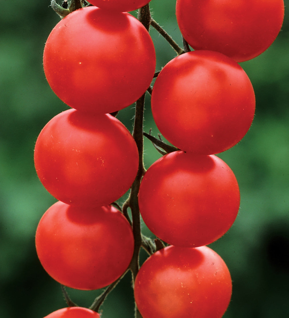 Sarah Raven Tomato Gardener's Delight Samen 50 Stück Kirschtomate