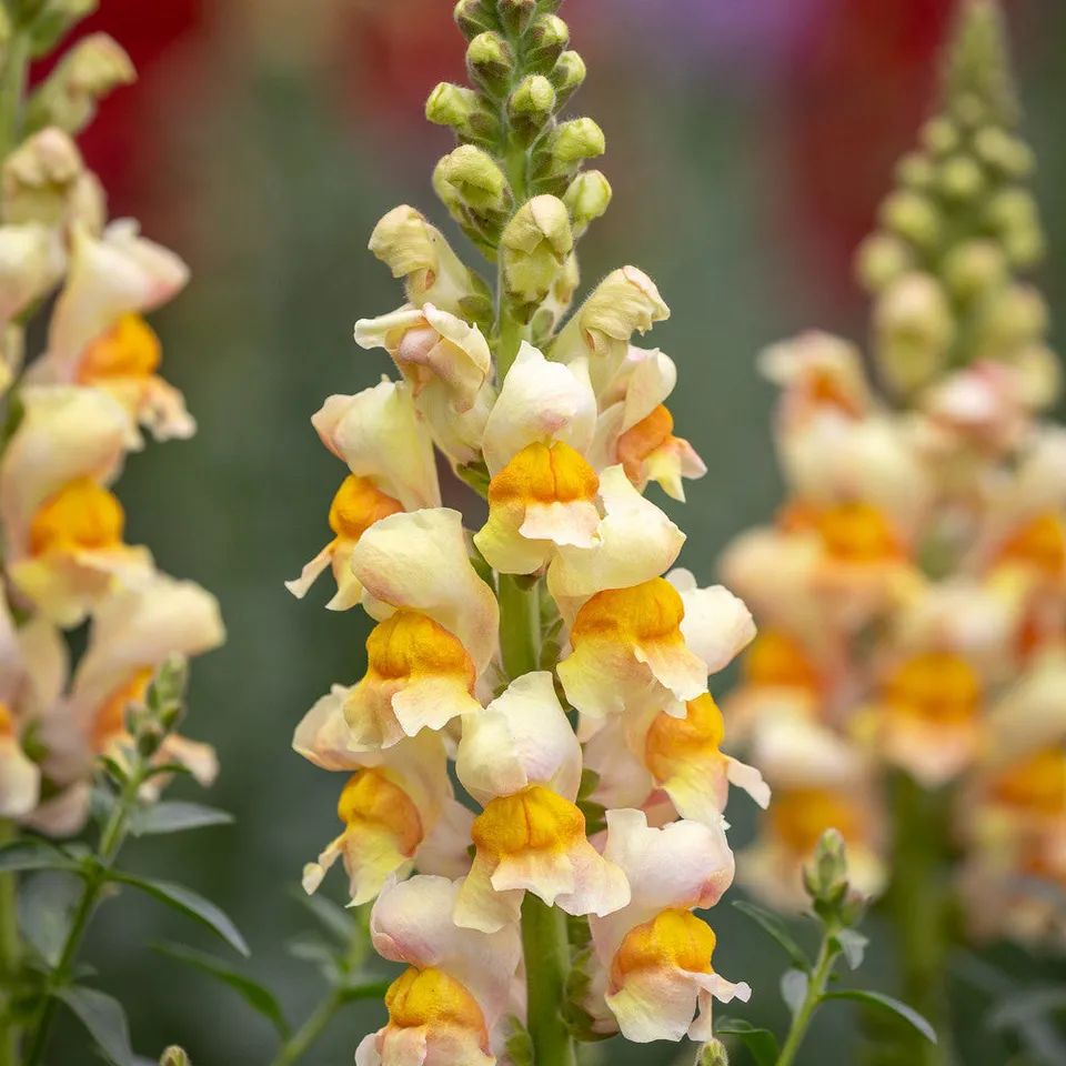 Sarah Raven Plants Antirrhinum majus Costa Apricot F1 Löwenmaul 6x9cm