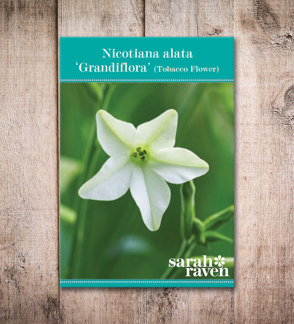 Sarah Raven Seeds Nicotiana Grandiflora Blumensamen 200 Samen duftend