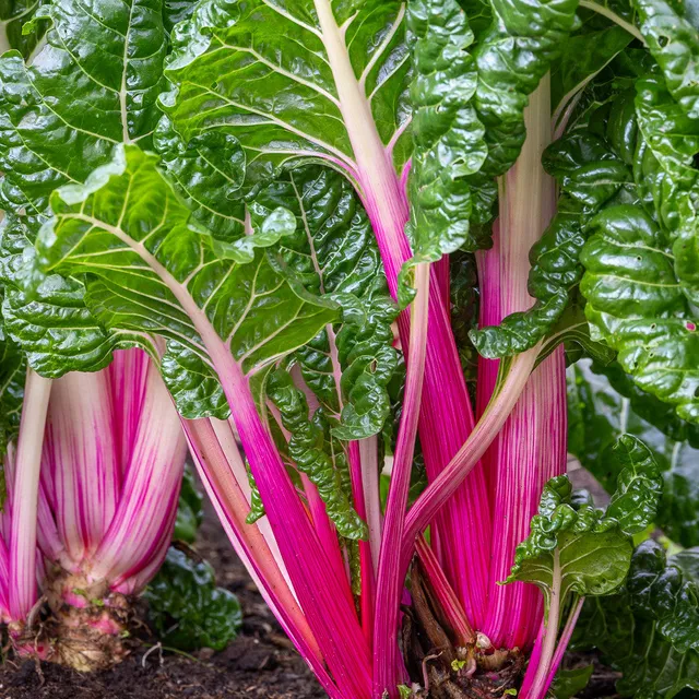Sarah Raven Seeds Chard Peppermint Stick Samen 100 Samen zweifarbig