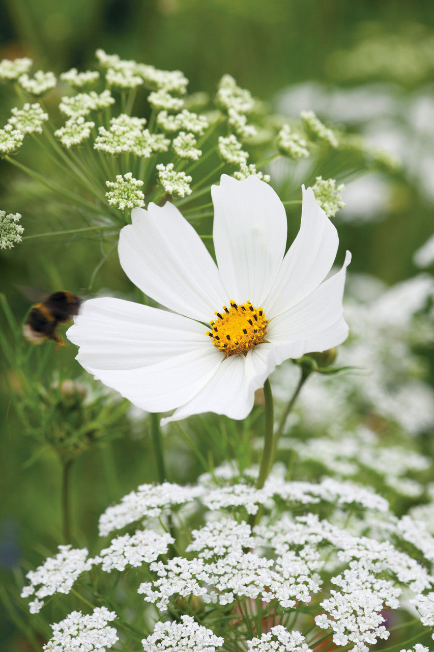 Sarah Raven Seeds White Garden Blumensamen Geschenkbox 4 Tüten weiß