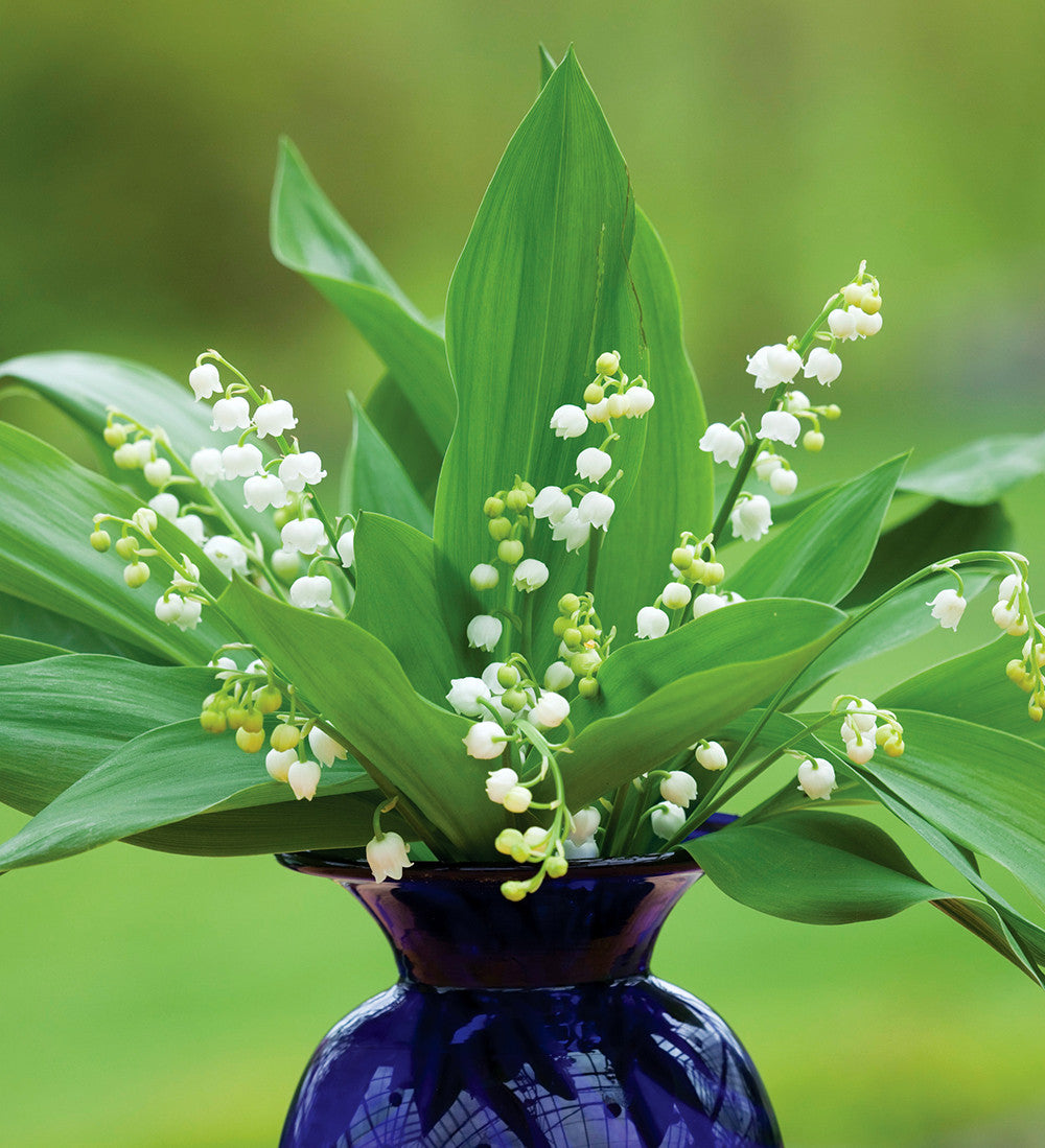 Sarah Raven Bulbs Convallaria majalis Blumenzwiebeln 20 Pips Duftsorte