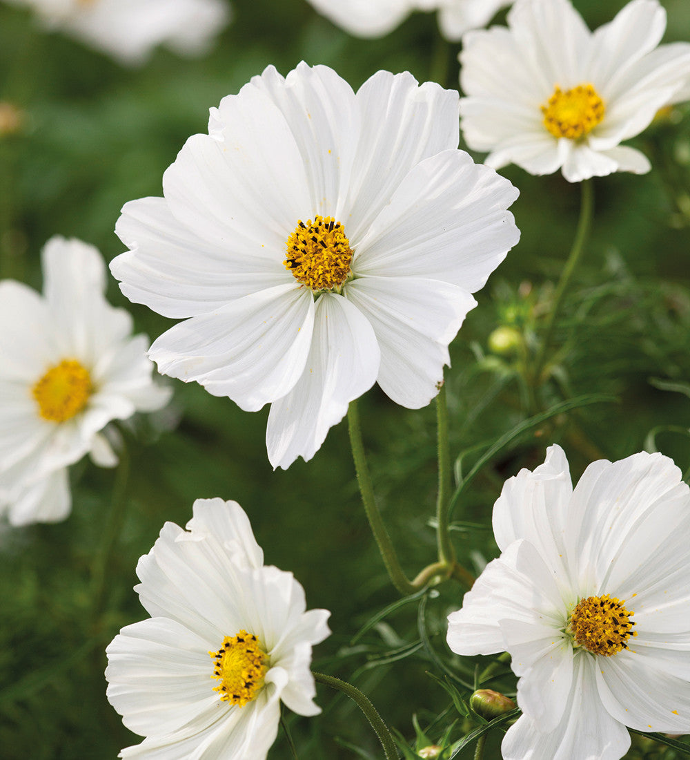 Sarah Raven Plants Cosmos Sonata White Schmuckkörbchen 3x 9cm weiß