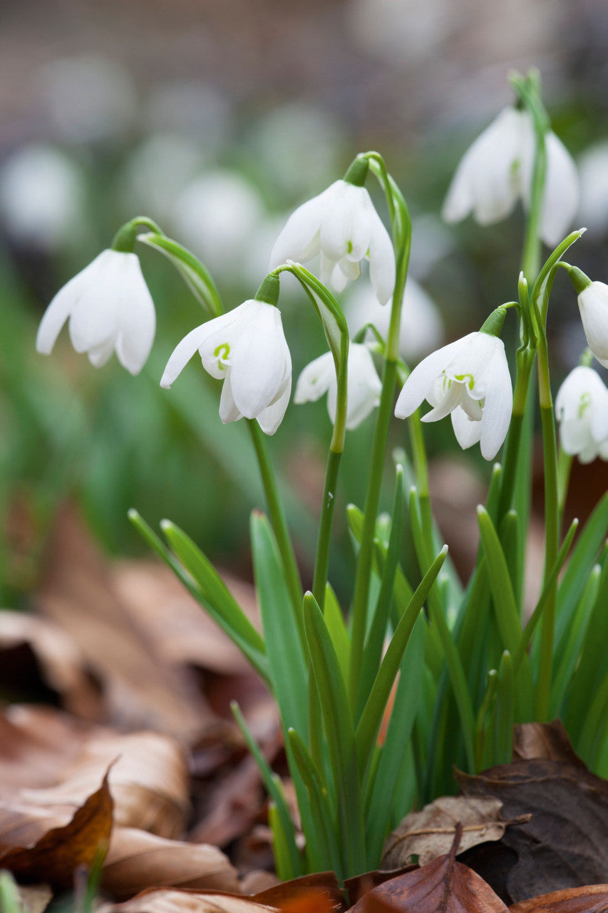 Sarah Raven Bulbs Galanthus Flore Pleno Schneeglöckchen 25St