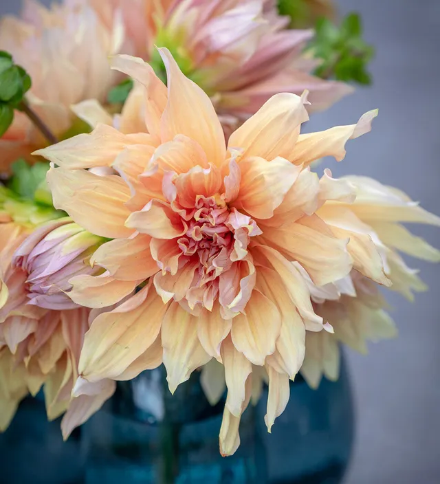 Sarah Raven Bulbs Dahlia Mango Madness Dahlienknolle 1 Knolle aprikot