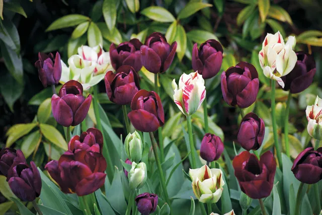 Sarah Raven Perfect for Pots Tulip Collection Tulpenzwiebeln 15 Stück Topf