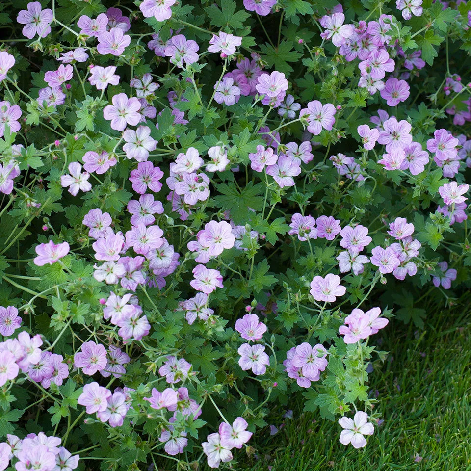 Sarah Raven Plants Geranium Mavis Simpson Staude 3x9cm rosa