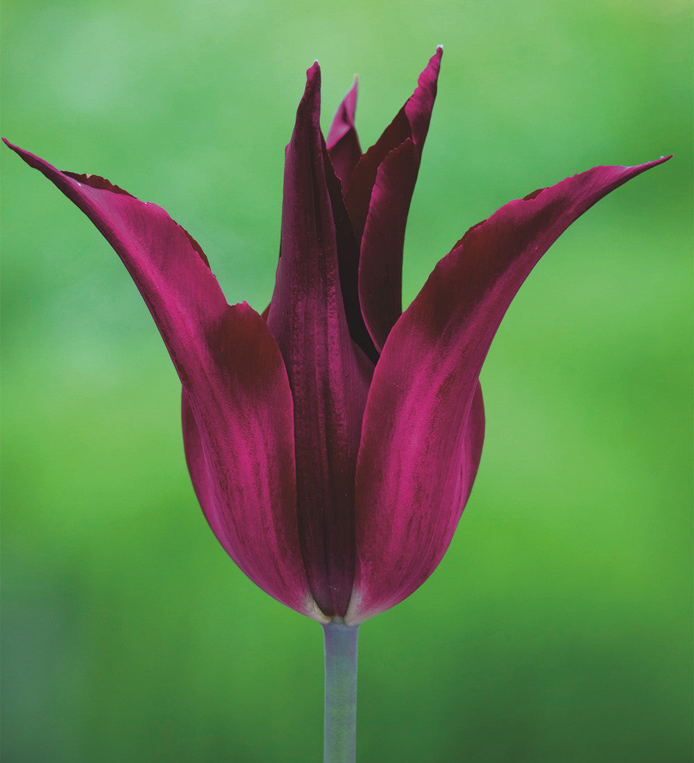 Sarah Raven Bulbs Lily Tulip Blumenzwiebeln 15 Stück April-Mai