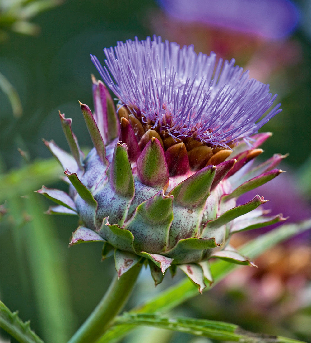 Sarah Raven Kardone Cynara Cardunculus 3x9cm Töpfe