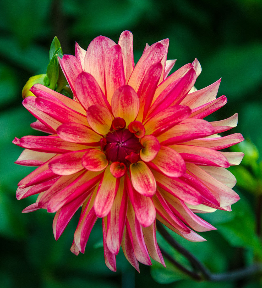 Sarah Raven Bulbs Venetian Dahlia Collection Knollen 8 Knollen bunt