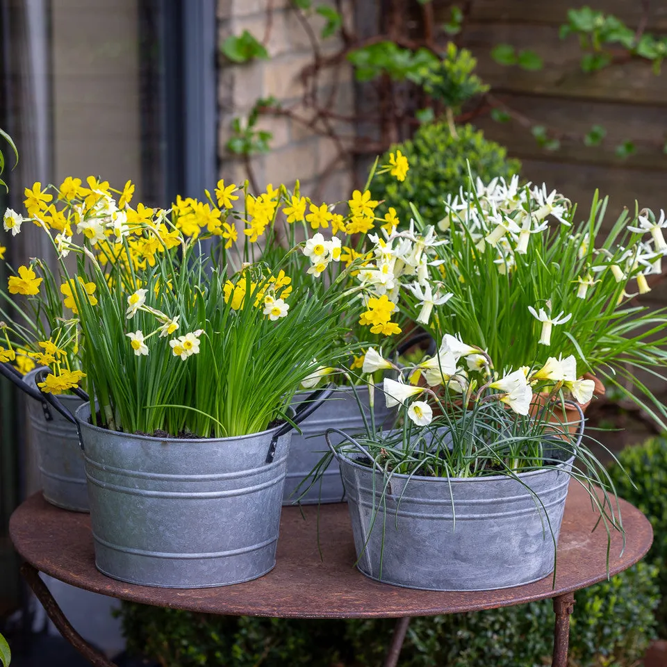Sarah Raven Bulbs Narcissus for Pots Blumenzwiebeln 40 Stück duftend
