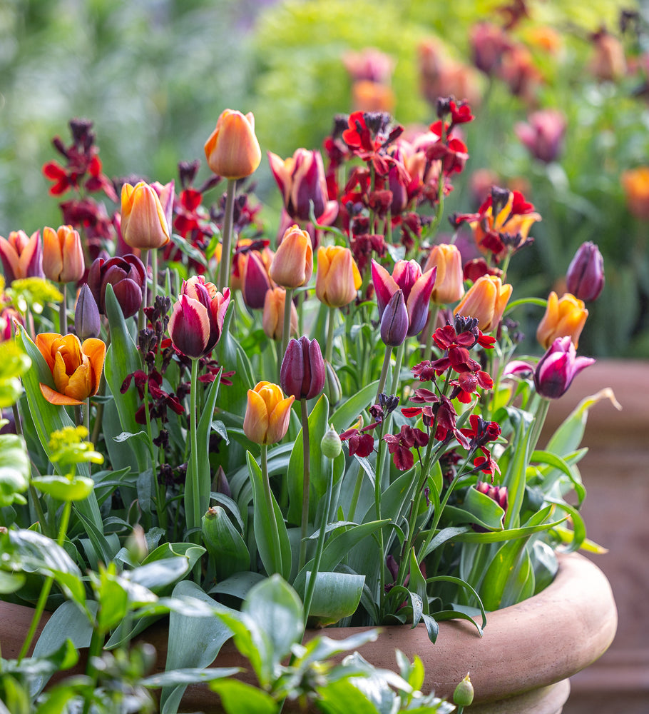 Sarah Raven Bulbs Tudor Brick Tulip Collection Tulpenzwiebeln 30 Stück