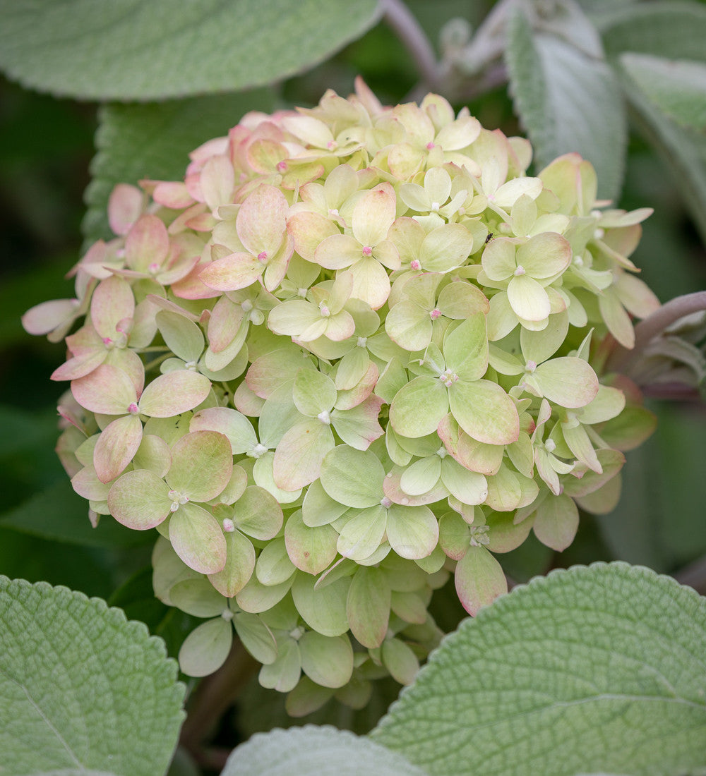 Sarah Raven Plants Hydrangea paniculata Little Fresco Hortensie 2 L