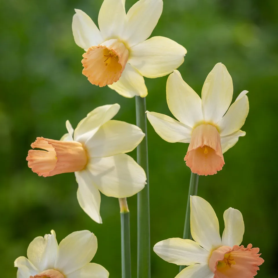 Sarah Raven Bulbs Narcissus Carice Blumenzwiebeln 10 rosa