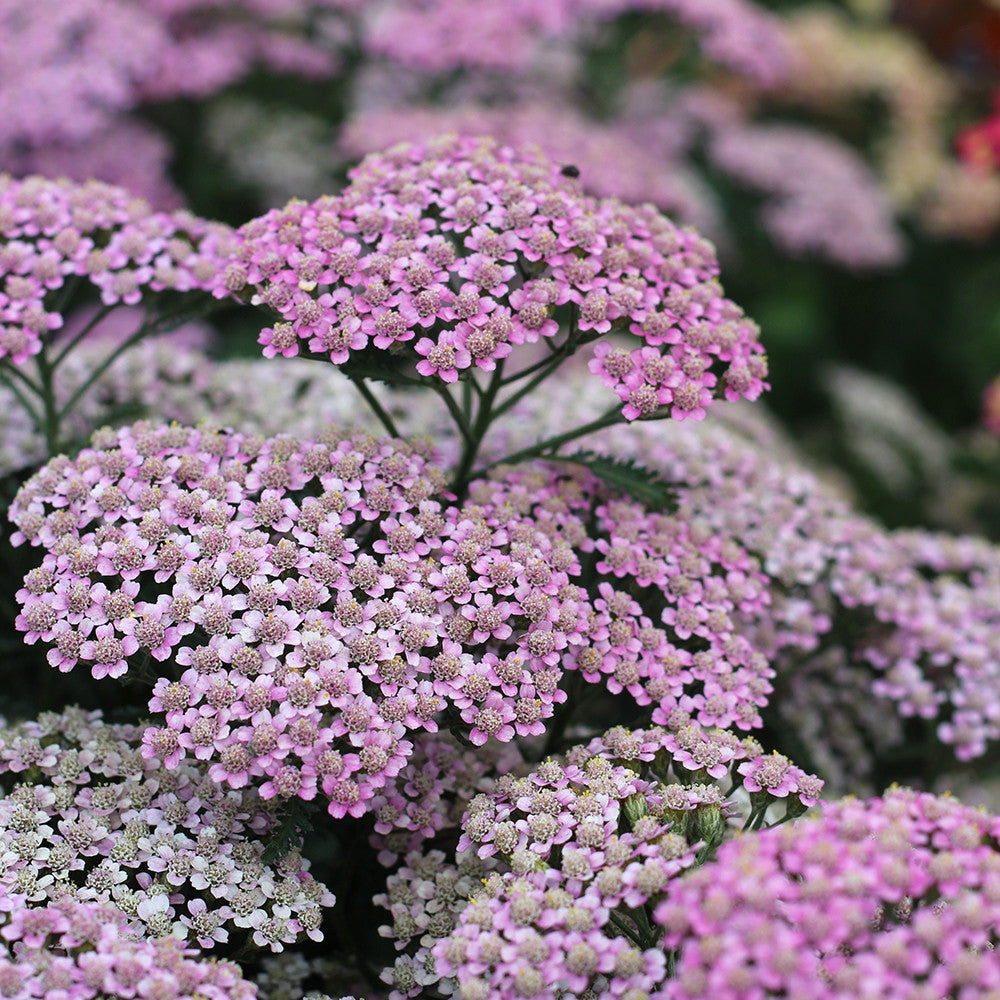 Sarah Raven Plants Achillea Milly Rock Rose Staude 9cm rosa