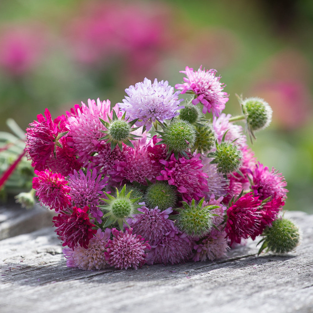 Sarah Raven Plants Knautia Melton Pastels Pflanze 2L Beet