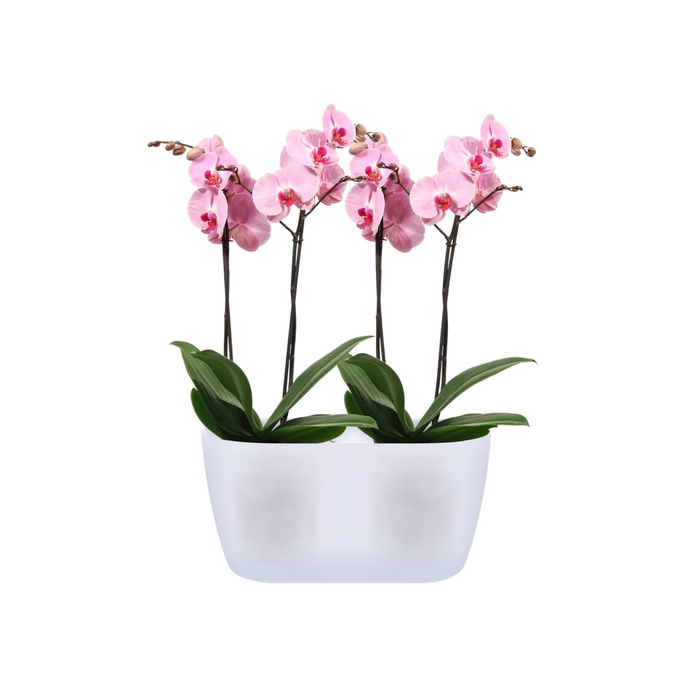 elho Brussels Orchidee Duo Blumentopf 25 cm transparent Doppel