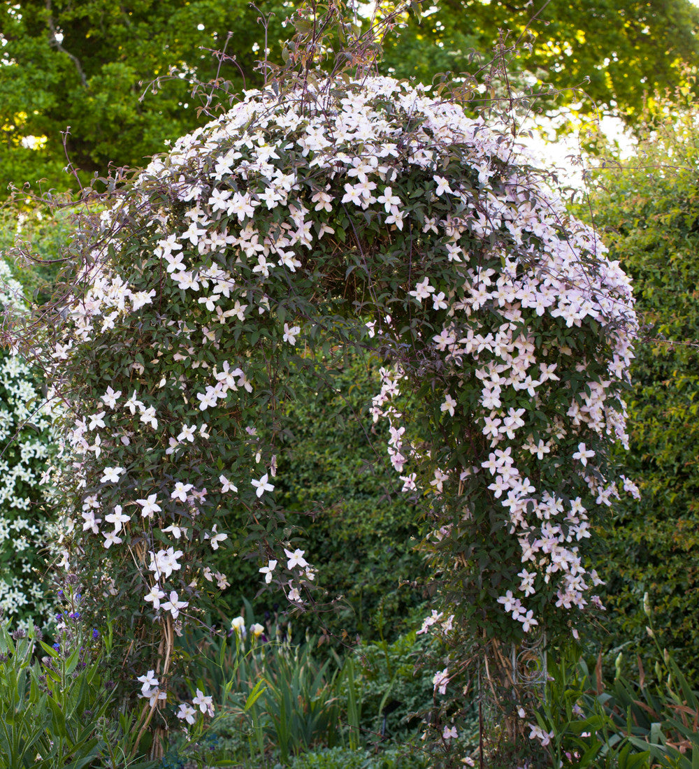 Sarah Raven Clematis Elizabeth Kletterpflanze 2L duftend