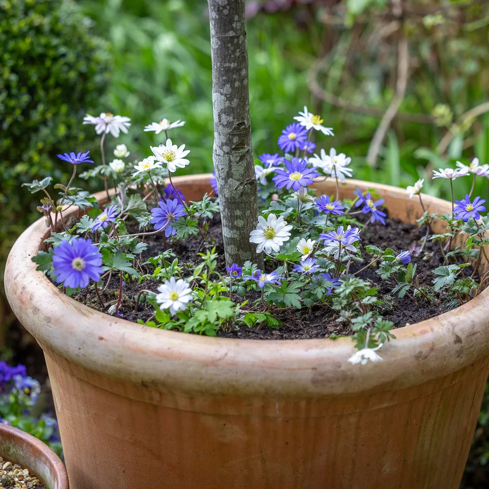 Sarah Raven Bulbs Anemone Blanda Kollektion Knollen 40 Stück blau