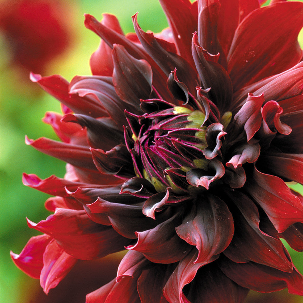 Sarah Raven Dahlie Rip City Blumenzwiebel 1 Knolle