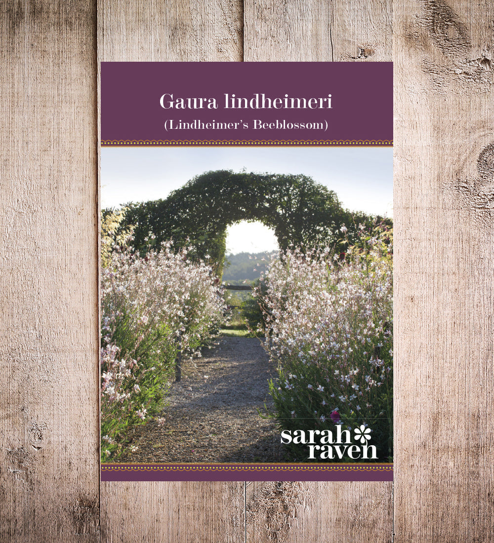 Sarah Raven Seeds Gaura lindheimeri Samen 30 Samen weiß