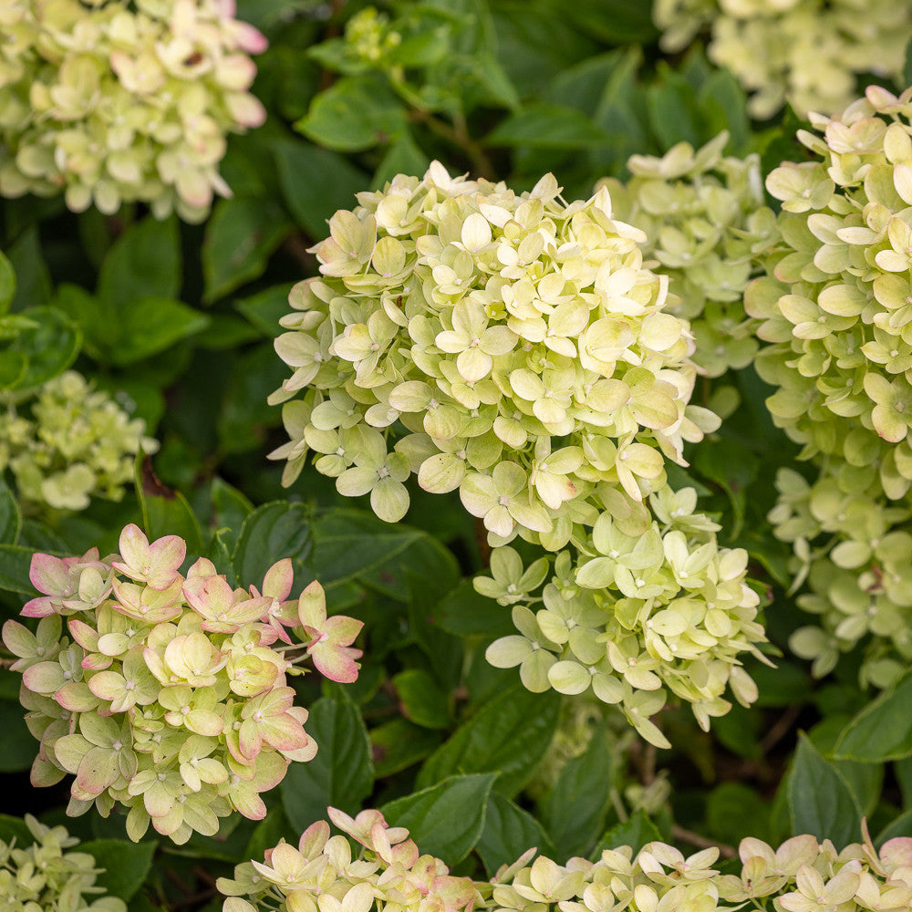Sarah Raven Plants Hydrangea paniculata Little Fresco Hortensie 2 L