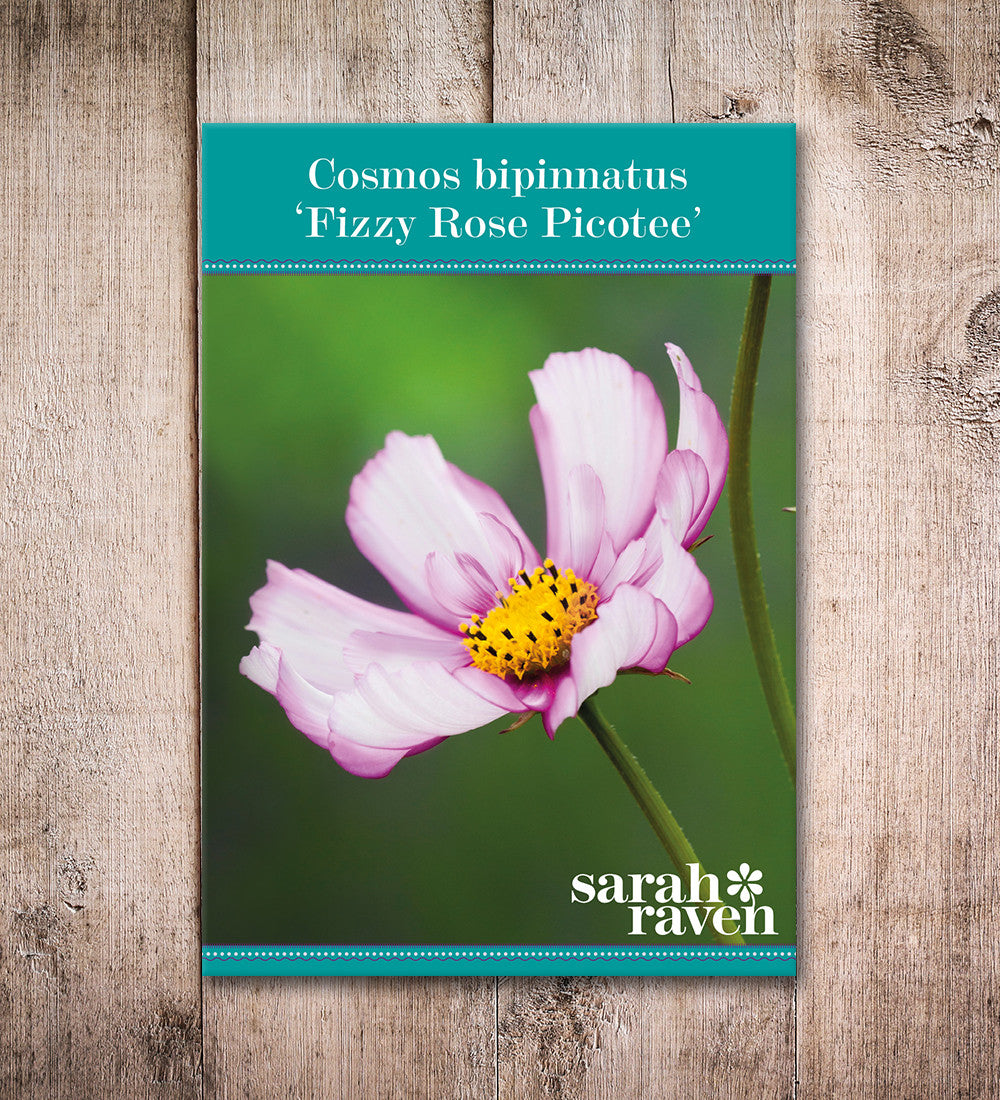 Sarah Raven Cosmos Fizzy Rose Picotee Samen 50 Stück