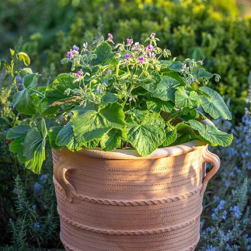 Sarah Raven Plants Pelargonium Cavendish Pflanze 2 Liter Duftblatt