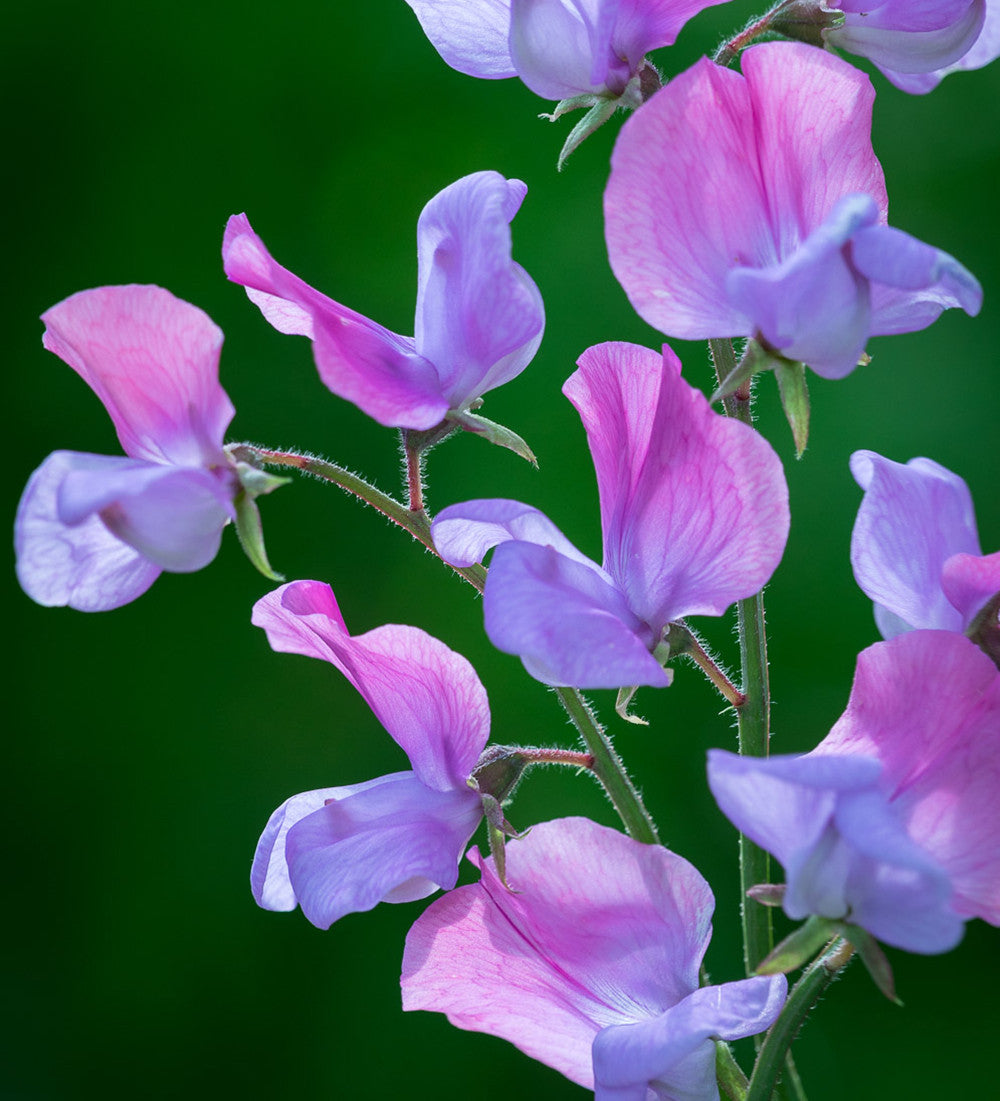Sarah Raven Sweet Pea Erewhon Samen 20 Stück duftend