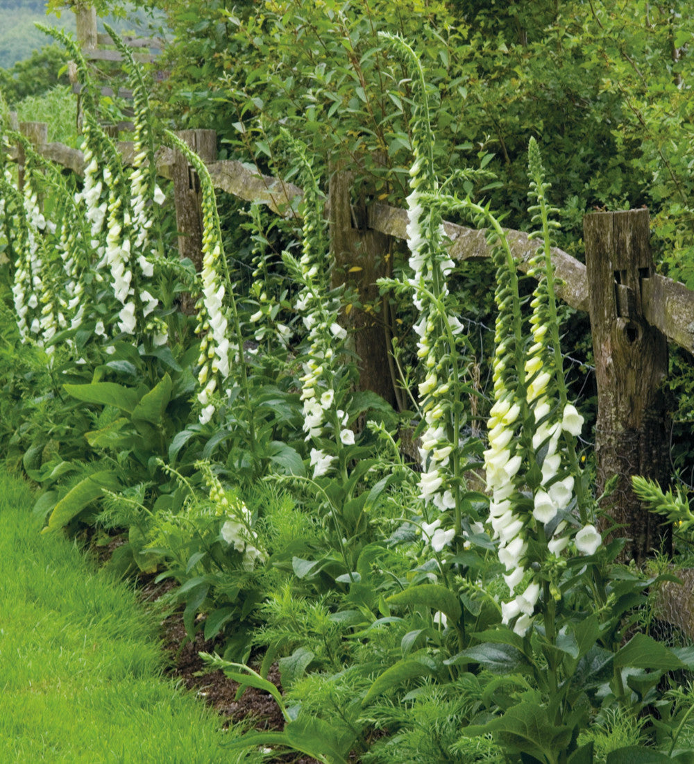 Sarah Raven Foxglove Collection Saatgut 1000 Samen