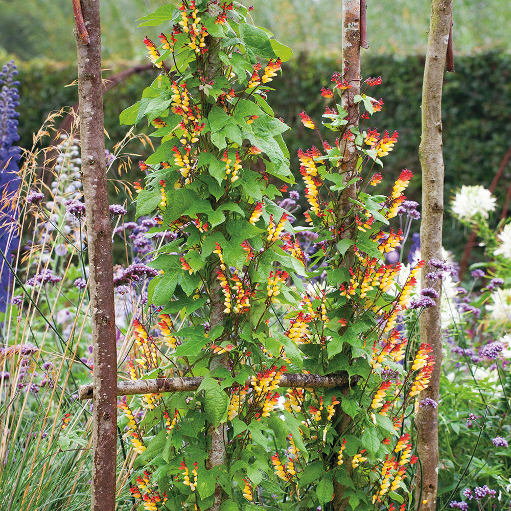 Sarah Raven Seeds Ipomoea lobata Samen 20 Samen einjährig