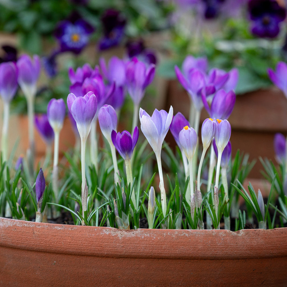 Sarah Raven Bulbs Crocus tommasinianus Krokuszwiebeln 25 Stück früh