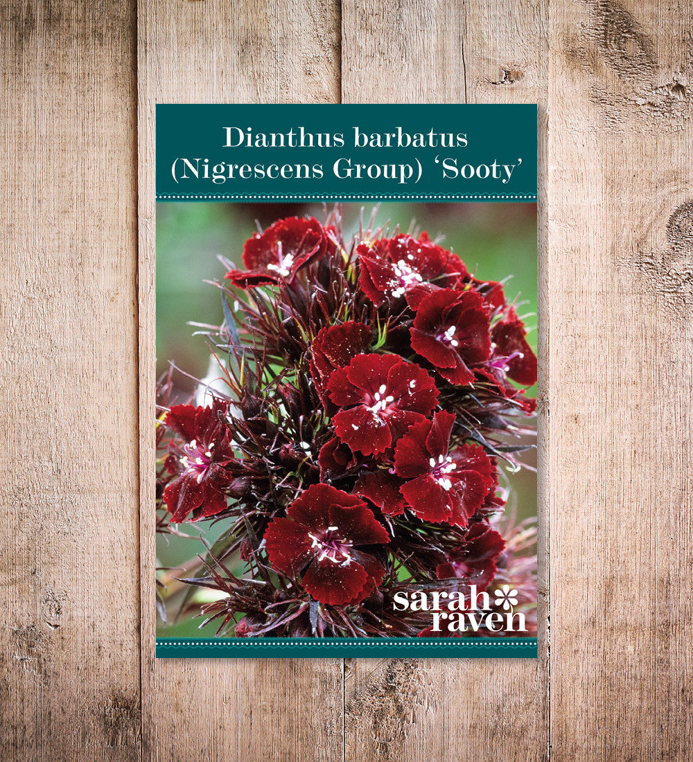 Sarah Raven Seeds Dianthus Sooty Bartnelke Samen 200 Korn duftend