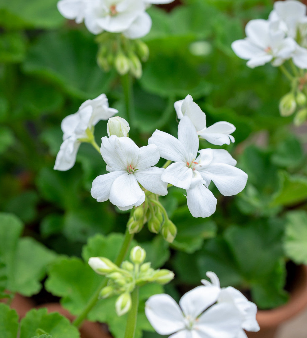 Sarah Raven Designer White Pelargonie Samen 6 Stück Weiß