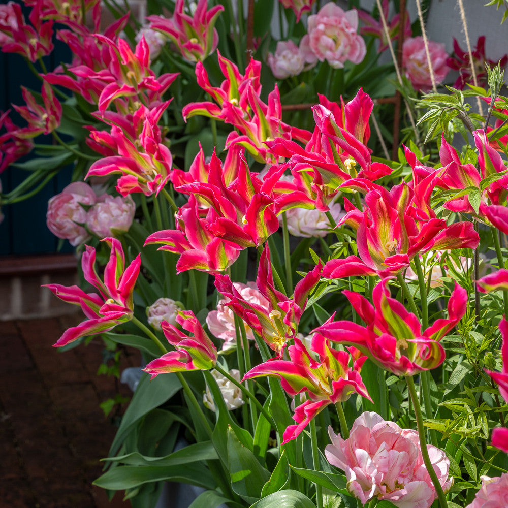 Sarah Raven Bulbs Jemima's Tulip Mix Blumenzwiebeln 30 Stück rosa